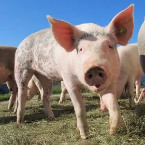 Is Pig Farming Profitable in South Africa