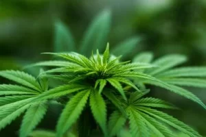 Is Marijuana Legal in South Africa