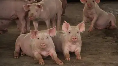 Where to Sell Pigs in South Africa