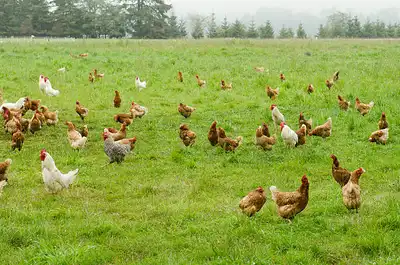 How to Start a Poultry Farm in South Africa
