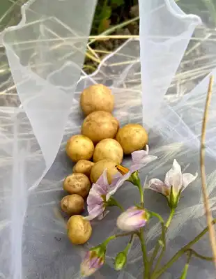 How to Plant Potatoes In South Africa?