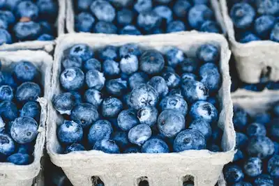 How to Grow Blueberries in South Africa