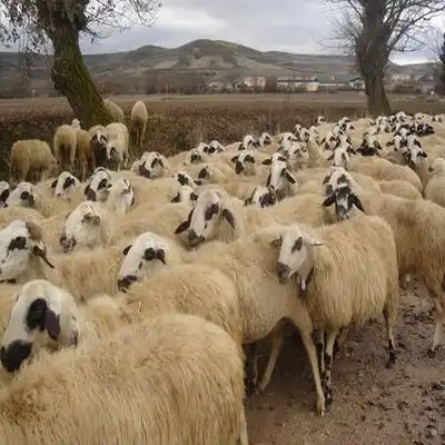 How Many Sheep Per Hectare in South Africa?