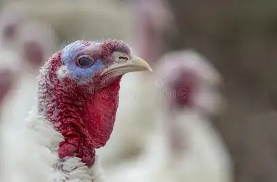 Where to Buy Turkey in South Africa