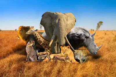 What Are the Big Five Animals in South Africa?