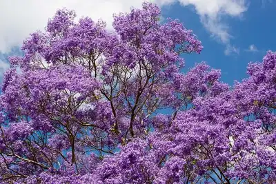 Are Jacaranda Trees Invasive in South Africa